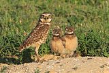 Burrowing Owl